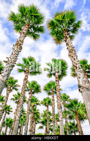 Gruppo di alti diritti palme Foto Stock