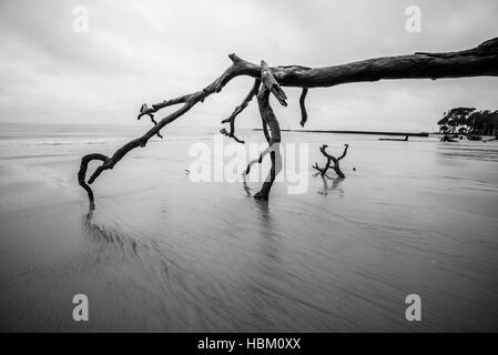 Il legno deriva sulla caccia Isola Carolina del Sud Foto Stock