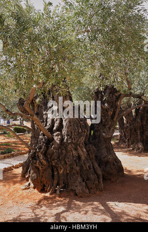 Ubicazione la preghiera di Gesù Foto Stock