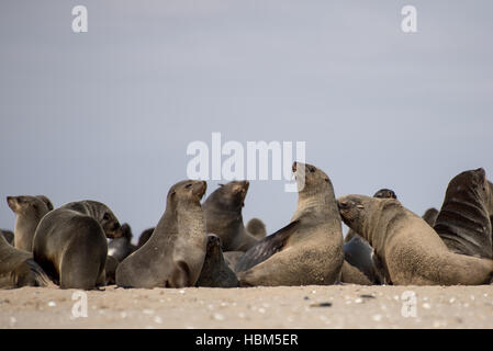 Le guarnizioni sulla spiaggia Foto Stock