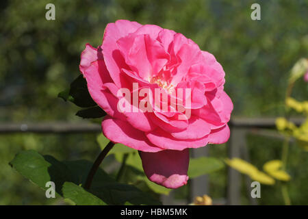 Rosa Agnes Bernauer, rosa ibrido Foto Stock