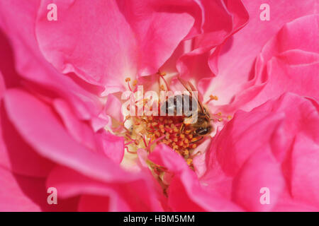 Rosa Agnes Bernauer, ibrido rosa bee Foto Stock