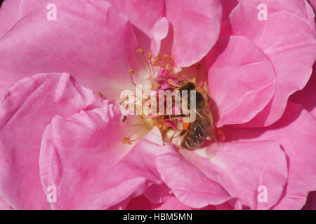 Rosa Agnes Bernauer, ibrido rosa bee Foto Stock