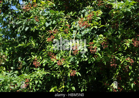 Rosa multiflora, Multiflora rose Foto Stock