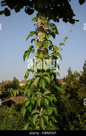 Parthenocissus quinquefolia, Virginian superriduttore Foto Stock