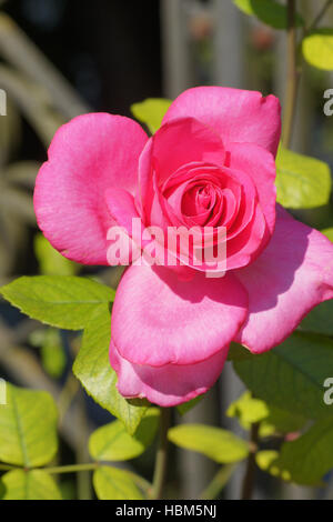 Rosa Agnes Bernauer, rosa ibrido Foto Stock