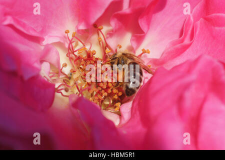 Rosa Agnes Bernauer, ibrido rosa bee Foto Stock