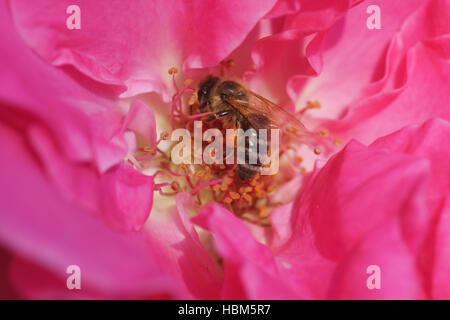 Rosa Agnes Bernauer, ibrido rosa bee Foto Stock