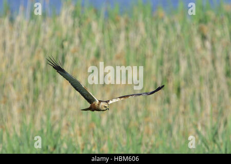 Voce maschile Western Marsh Harrier Foto Stock