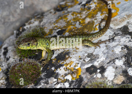 Perleidechse, Jungtier, Perl-Eidechse, Timon lepidus, Lacerta lepida, la lucertola muraiola Foto Stock