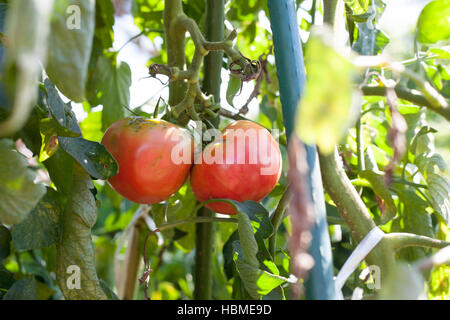 Guasto agricoli, alimentazione danneggiato di pomodoro da stink bug in agriturismo Foto Stock