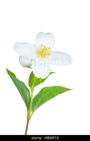 Fiori di gelsomino isolato su bianco Foto Stock