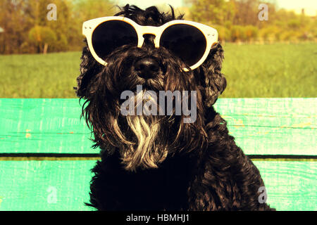 Miniatura Schnauzer con occhiali da sole Foto Stock