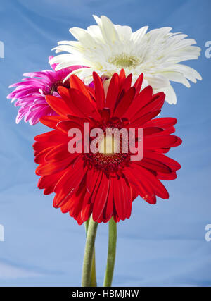 Tre fiori luminosi. Gerbera. Foto Stock