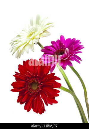 Tre fiori luminosi. Gerbera. Foto Stock