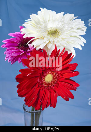 Tre fiori luminosi. Gerbera. Foto Stock