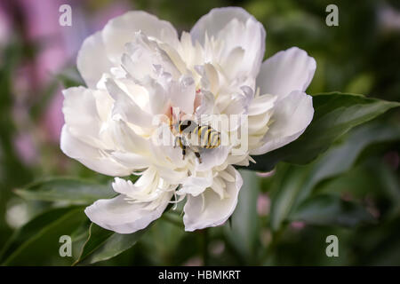 I fiori di peonia Ape raccoglie il nettare. Foto Stock