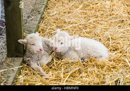 Due little lamb dormire sulla paglia Foto Stock