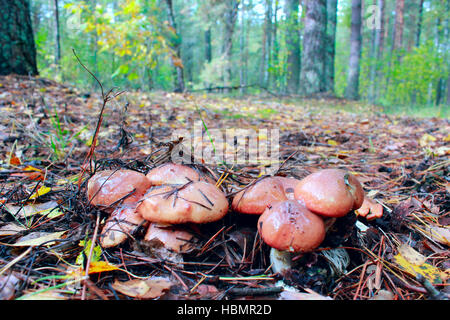 Funghi di Suillus nella foresta Foto Stock