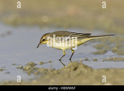 Giallo - Wagtail Motacilla flava Foto Stock