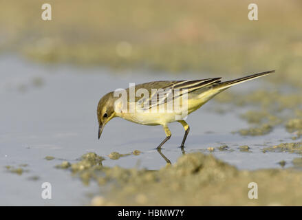 Giallo - Wagtail Motacilla flava Foto Stock