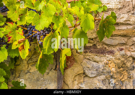 Le uve rosse sul muro di pietra sullo sfondo Foto Stock