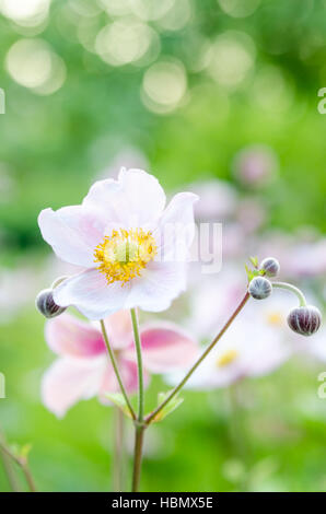 Rosa pallido fiore nel giardino, close-up Foto Stock