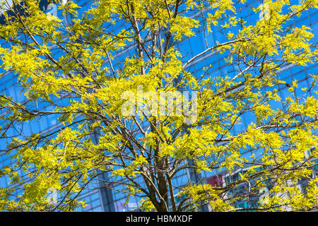 Grande edificio in vetro ornato da alberi vicini Foto Stock