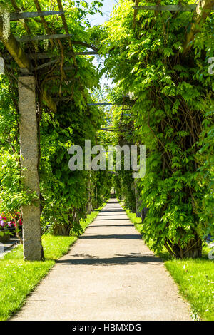 Viale alberato vicolo in un cimitero Foto Stock