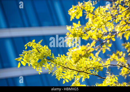 Grande edificio in vetro ornato da alberi vicini Foto Stock