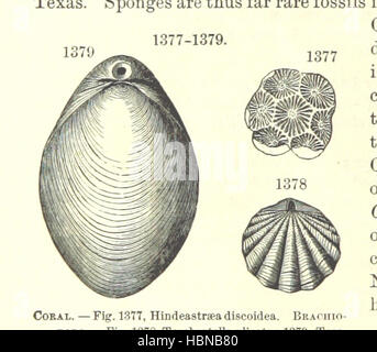 [Manuale di geologia: trattamento dei principi della scienza con speciale riferimento alla American storia geologica ... Edizione riveduta.] immagine presa da pagina 850 del '[manuale di geologia il trattamento Foto Stock