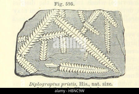 Immagine presa da pagina 442 di 'Lo studente la Lyell. Un manuale di geologia elementare. Edito da J. W. Judd. Con ... illustrazioni, etc' immagine presa da pagina 442 di 'dello studente un Lyell Foto Stock