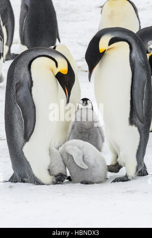 Due pinguini imperatore pulcini hanno le loro teste nella stessa sacca di covata di un adulto Foto Stock