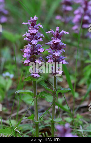 Ajuga reptans, Kriechender Günsel Foto Stock