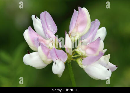 Corona viola la veccia Securigera varia Foto Stock