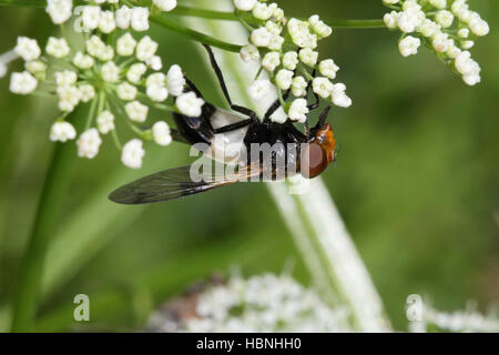 Volucella pellucens, volare pellucida Foto Stock