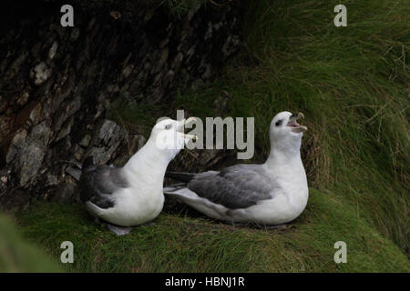 Fulmars, Fulmarus glacialis Foto Stock