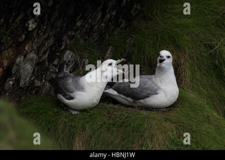 Fulmars, Fulmarus glacialis Foto Stock