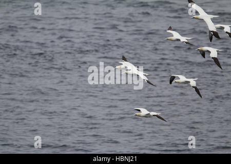 Northern gannet, Morus bassanus Foto Stock