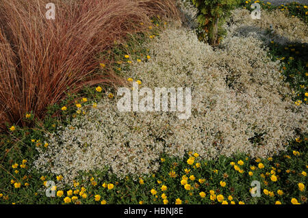 Euphorbia hypericifolia, aggraziato di euforbia Foto Stock