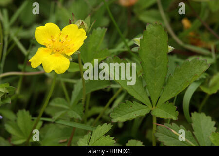 Creeping cinquefoil, Potentilla reptans Foto Stock