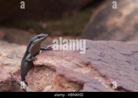 Un albero Skink o Rock Skink (Egernia striolata) su uno sperone di roccia a Flinders Ranges National Park, Sud Australia Foto Stock