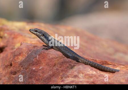 Un albero Skink o Rock Skink (Egernia striolata) su un rosso sperone di roccia a Flinders Ranges National Park, Sud Australia Foto Stock