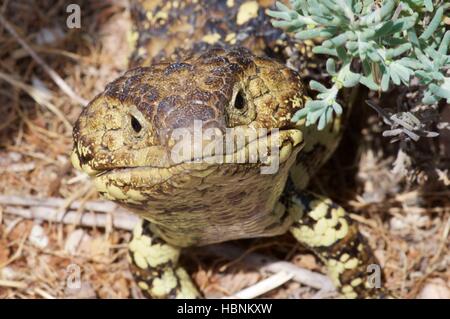 Un orientale Shingleback lizard (Tiliqua rugosa aspera) guarda curiosamente in Nelshaby, Sud Australia. Foto Stock