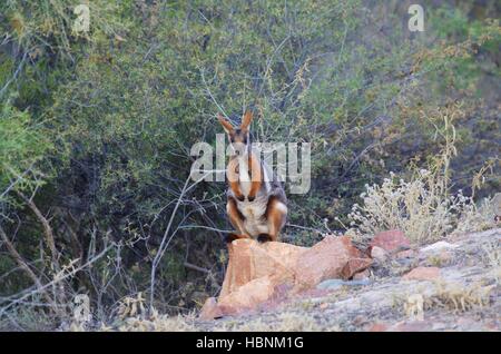 Un giallo-footed Rock Wallaby (Petrogale xanthopus) lungo una strada radura Arkaroola Wilderness Sanctuary, Sud Australia Foto Stock