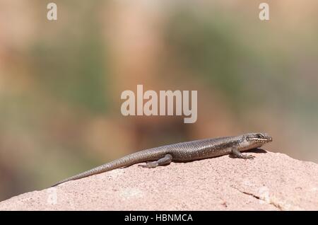 Un albero Skink o Rock Skink (Egernia striolata) allungato su un masso a Telowie Gorge Conservation Park, Sud Australia Foto Stock