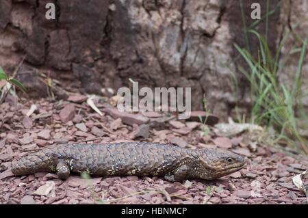 Un orientale Shingleback lizard (Tiliqua rugosa aspera) in Flinders Ranges National Park, Australia del Sud. Foto Stock