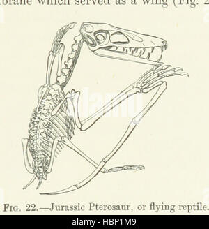 Immagine presa da pagina 43 del manuale per le Collezioni geologiche nel Museo di Butler, Harrow School' immagine presa da pagina 43 del Manuale per la formazione geologica Foto Stock