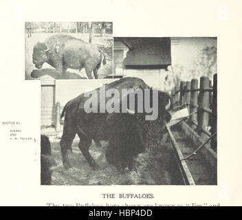 Immagine presa da pagina 40 di 'souvenir di Lincoln Park. Un illustrato e guida descrittiva' immagine presa da pagina 40 di 'souvenir di Lincoln Park Foto Stock