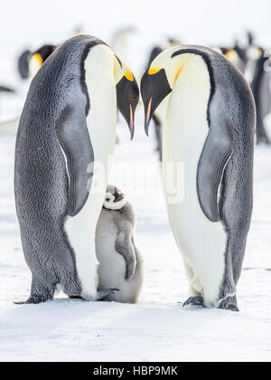 Un pinguino imperatore pulcini si appoggia contro un genitore adulto Foto Stock